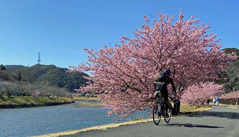 南伊豆町の河津桜