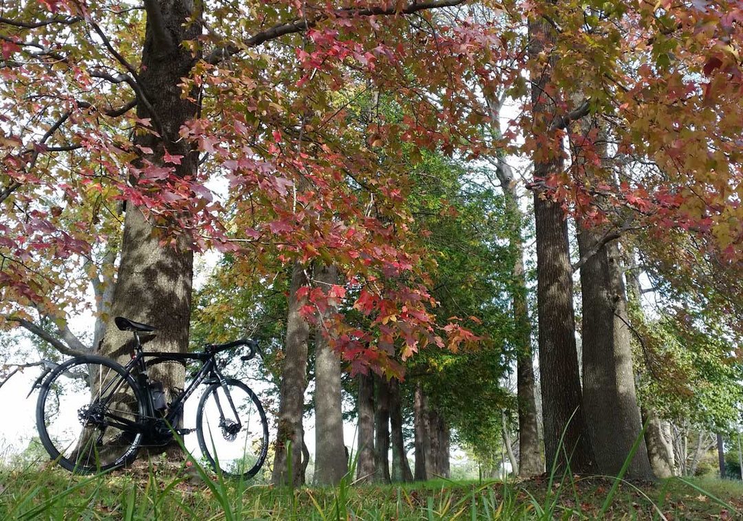 江戸川サイクリングロードを下り、紅葉を探して水元公園へ♪素敵なカフェも発見！！