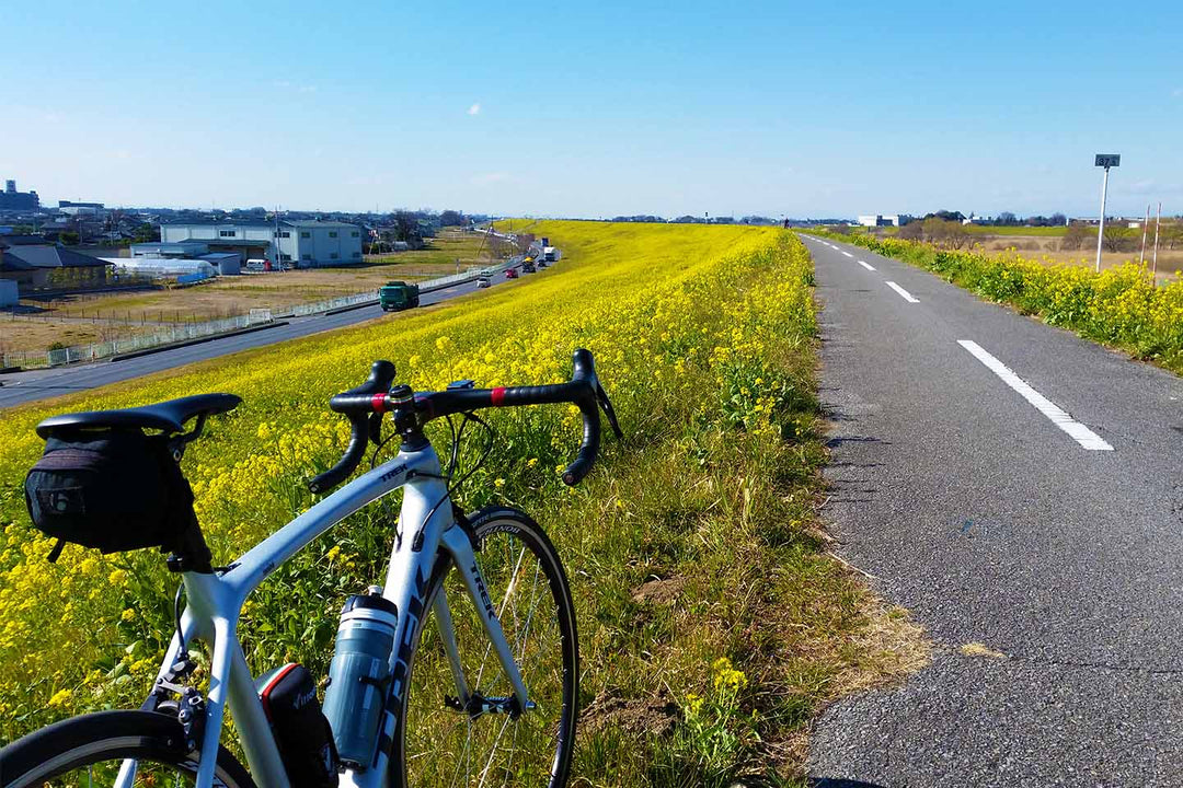 延々と続く江戸川土手の春の風物詩「菜の花」の黄色い絨毯の写真