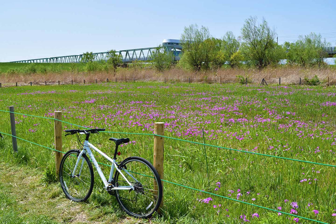 田島ヶ原さくら草自生地の写真。