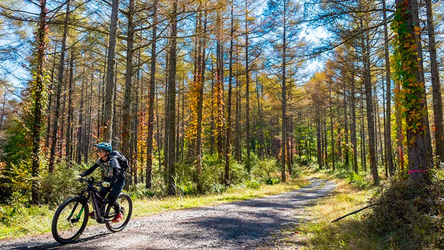 紅葉のカラマツ林の中の林道をくだるeMTBの写真